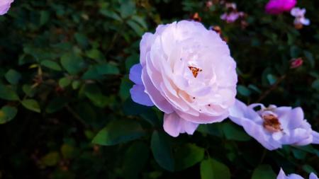 Close-up of Flowers Blooming Outdoors
