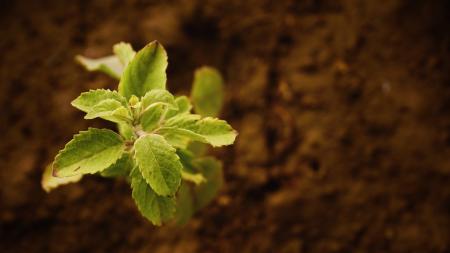 Fresh Green Plant