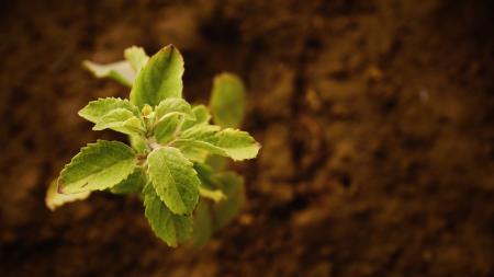 Close-up of Fresh Green Plant