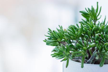 Close-up of Fresh Green Plant Against Tree