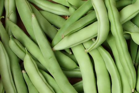 Close-up of freshly picked beans
