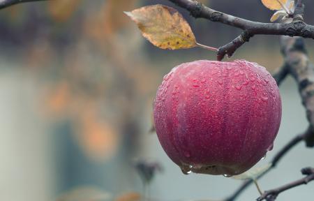 Close-up of Fruits Hanging on Tree