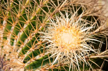 Close up of globe shaped cactus