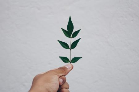 Close-up of Hand Holding Plant Against Sky