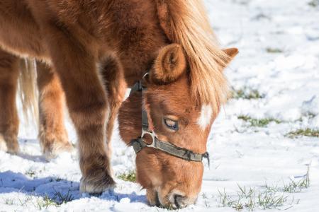 Close-up of Horse