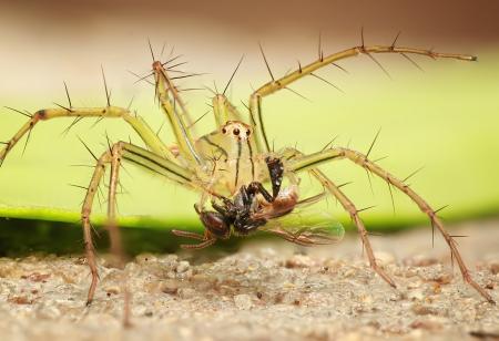 Close-up of Insect on Plant