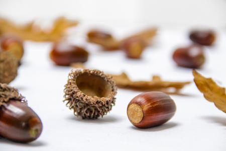 Close-up of Nut shell