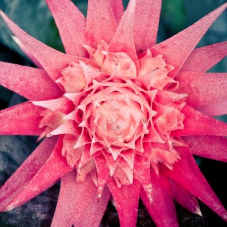 Close up of pink flower with sharp thorn