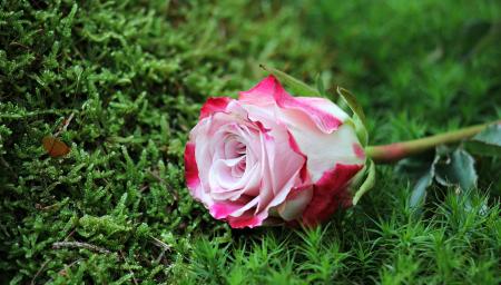 Close-up of Pink Rose Flower
