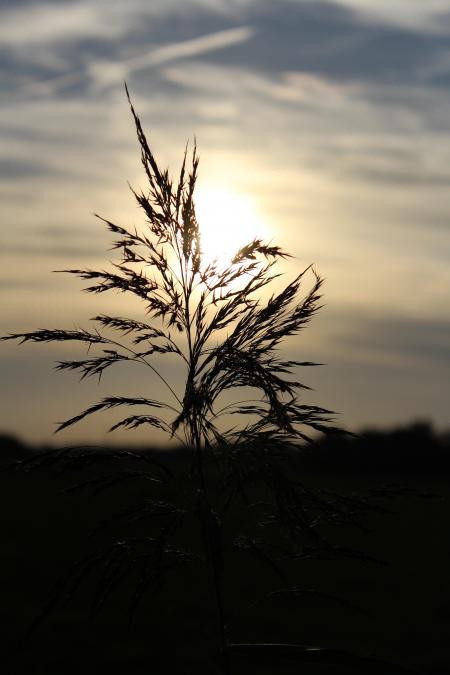 Close-up of Plant Against Sunset Sky