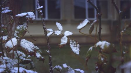 Close-up of Snow on Plants during Winter