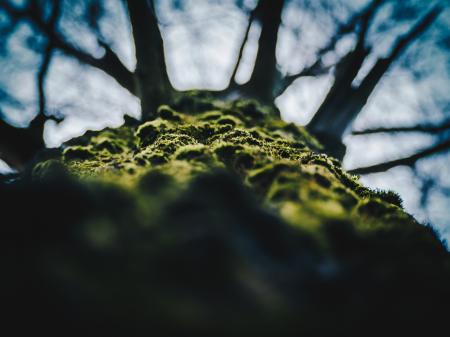Close-up of Tree Against Sky