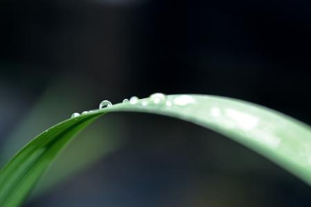 Close-up of Water Drop on Leaf