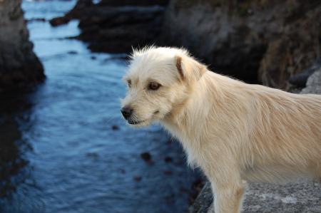 Close-up of Wet Dog by Lake