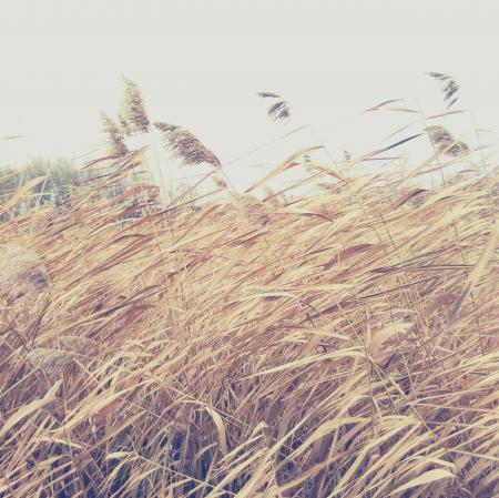 Close-up of Wheat Growing on Field Against Sky