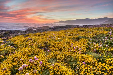 Close-up of Yellow Flowers Growing in Field at Sunset