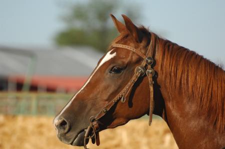 Close Up Photo of a Brown Horse