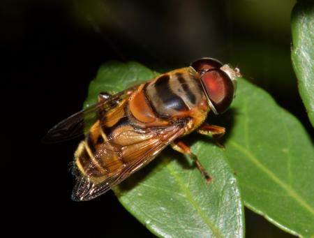 Close Up Photo of Bee in Green Leaf Plant