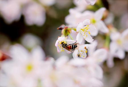 Close-up Photo of Black and Brown Wasp on White 5-petaled Flower