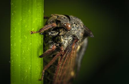 Close Up Photo of Black Cicada on Green Leaf