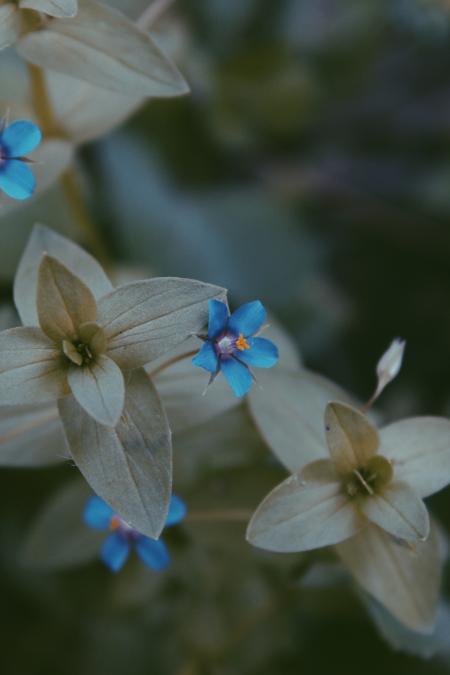 Close-up Photo of Blue and Grey Flower