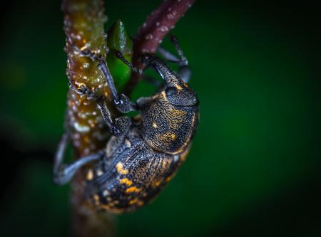 Close Up Photo of Brown and Black Elephant Weevil on Green Leaf