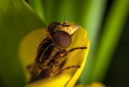 Close Up Photo of Brown and Black Roberfly