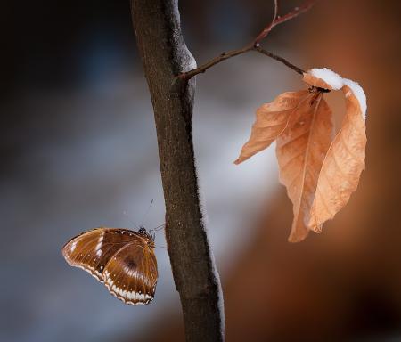 Close Up Photo of Brown and White Butterfly on Wood Branch