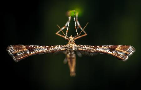 Close-Up Photo of Brown Plume Moth