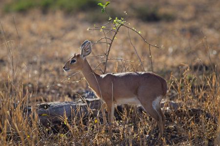 Close-up Photo of Deer
