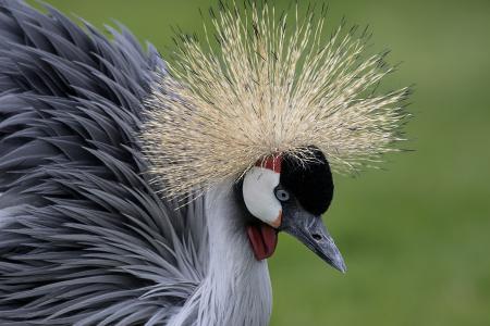 Close Up Photo of Gray and Black Bird