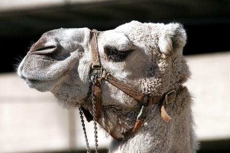 Close Up Photo of Gray Camel