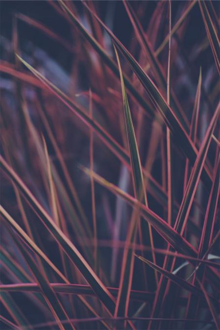 Close-up Photo of Green and Red Leaf Plant