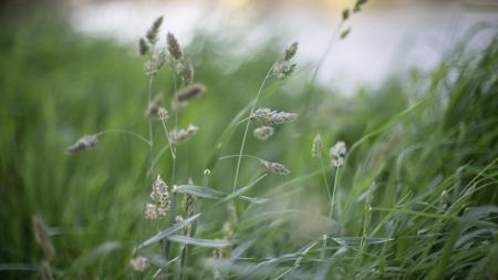 Close Up Photo of Green Leaf Plant
