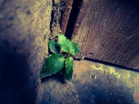 Close-up Photo Of Green Leafy Plant