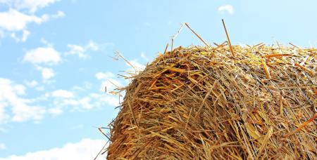 Close Up Photo of Hay