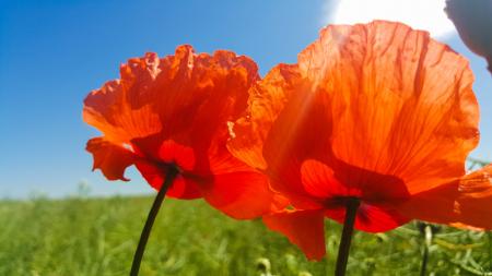 Close Up Photo of Orange Petaled Flower