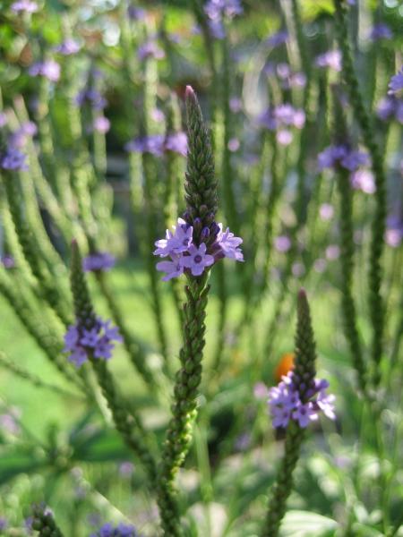 Close Up Photo of Purple 5 Petal Flower With Green Leaf