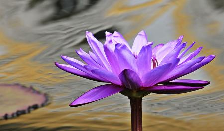 Close Up Photo of Purple Petaled Flower