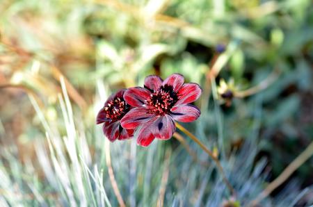 Close Up Photo of Red and White Petaled Flower
