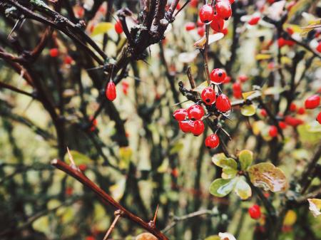 Close-up Photo of Red Berries