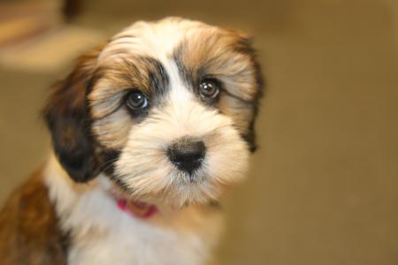 Close Up Photo of Shih Tzu Puppy