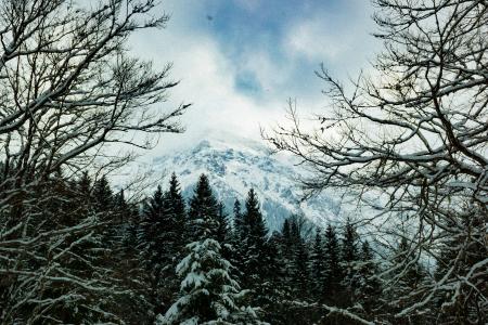 Close Up Photo of Snow-coated Trees