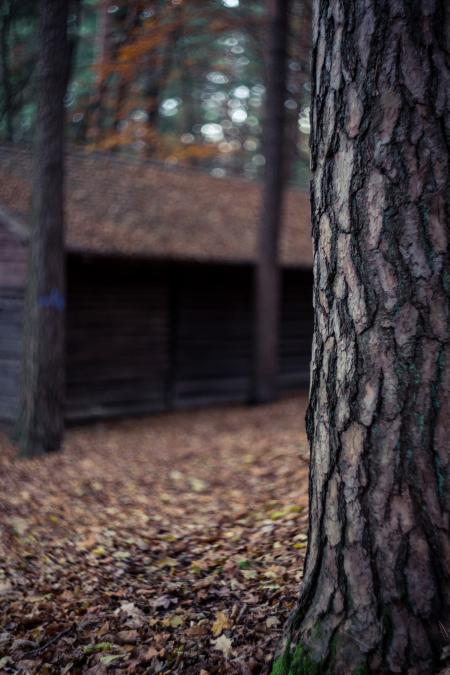 Close-up Photo of Tree Trunk in Forest