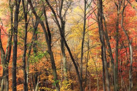 Close Up Photo of Yellow Orange and Green Leaf Trees