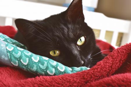 Close-Up Photography of a Black Cat