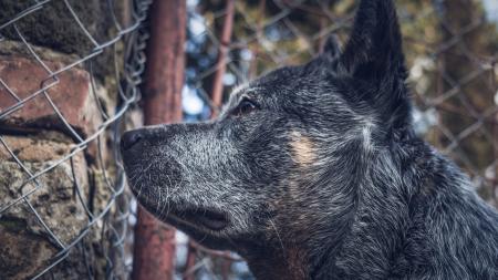 Close-up Photography of a Dog