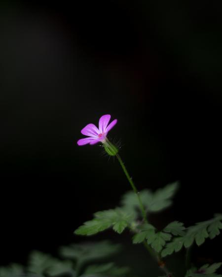 Close-up Photography of  a Flower