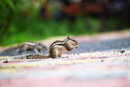 Close-up Photography of a Squirrel
