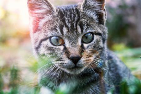 Close-Up Photography of A Tabby Cat